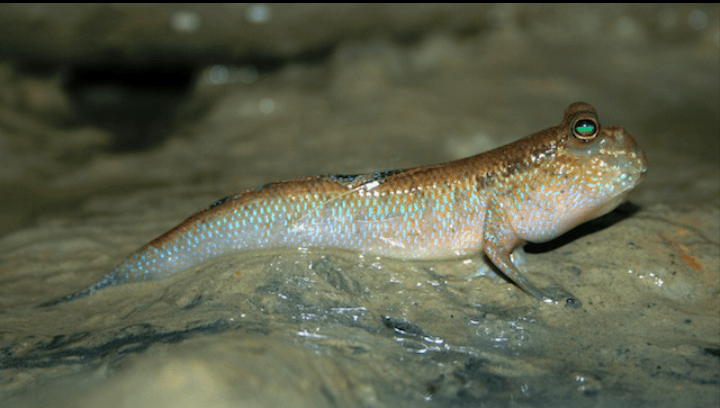 Nature’s Unique Workaholic