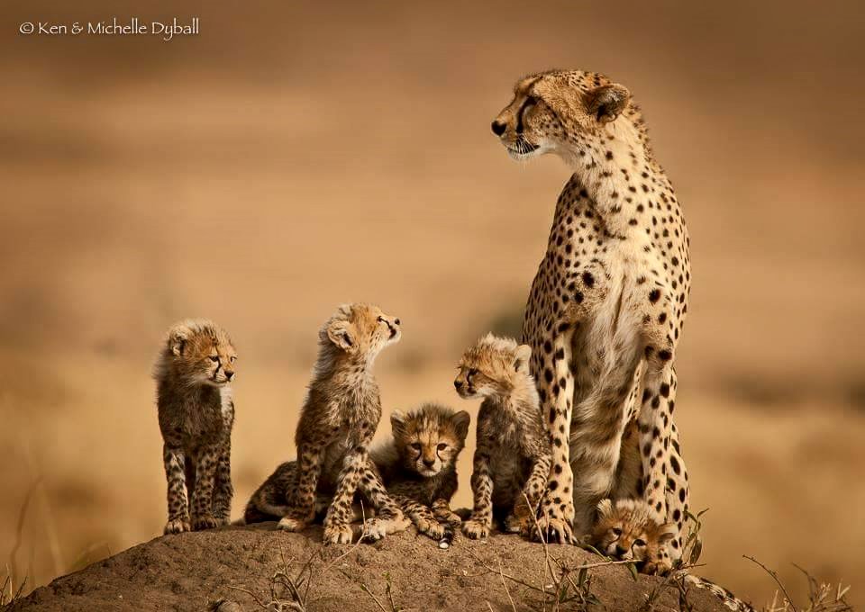 16114223_1471507066244007_3635695245050264522_n