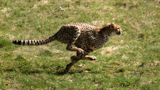 1024px-gepardjagt1_28acinonyx_jubatus29